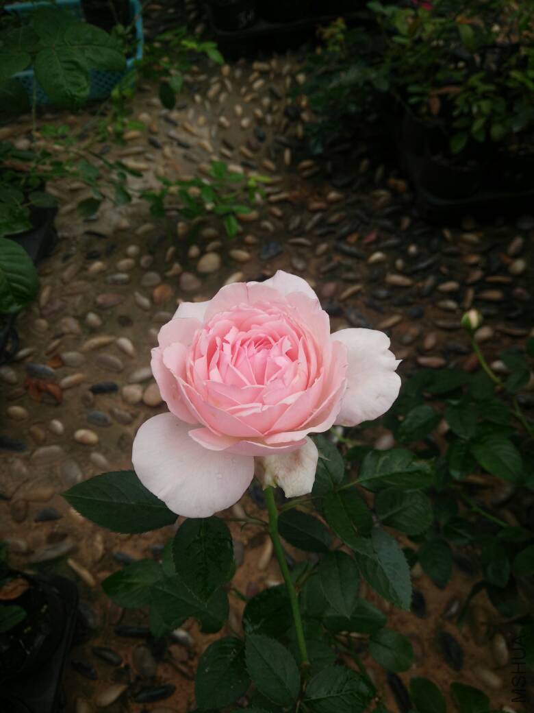 192654fl9o0o066sr617re.jpg