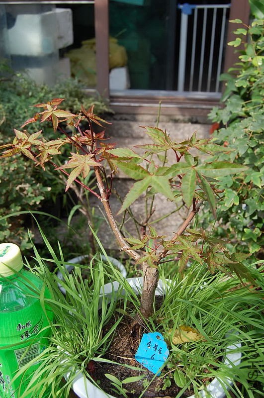DSC_17420333.JPG