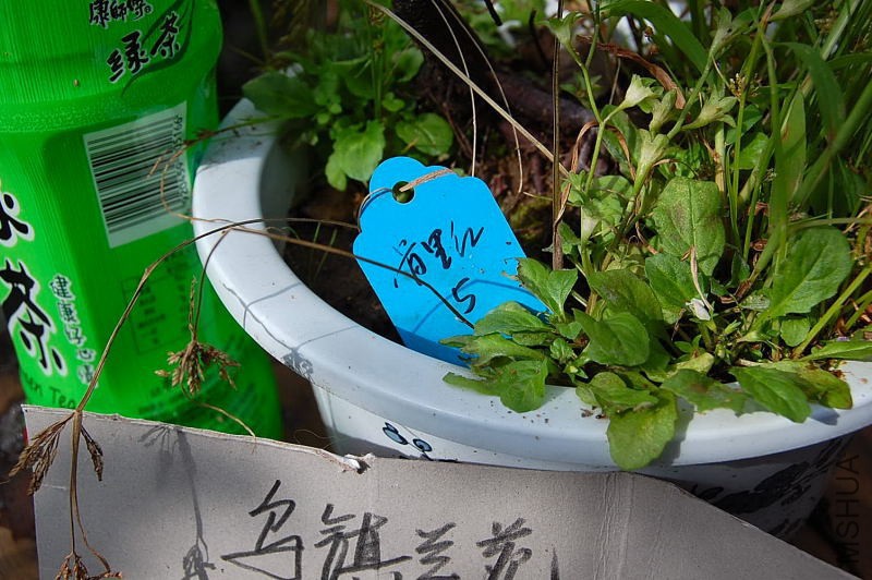 DSC_17450336.JPG
