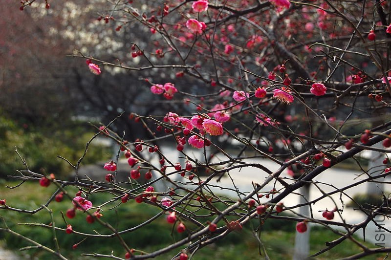 DSC_03340334.JPG