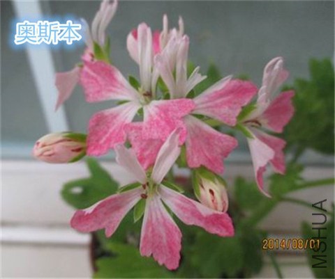 IMG_7741.JPG