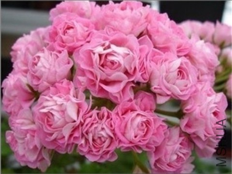 222848nh5pn5zgkh96khn5_jpg_thumb.jpg