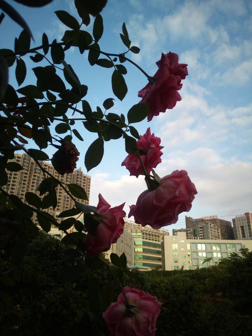 222819bgmmgp8mm1g11nz1.jpg