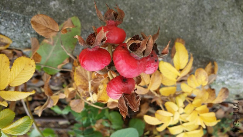 20161030_135933.jpg