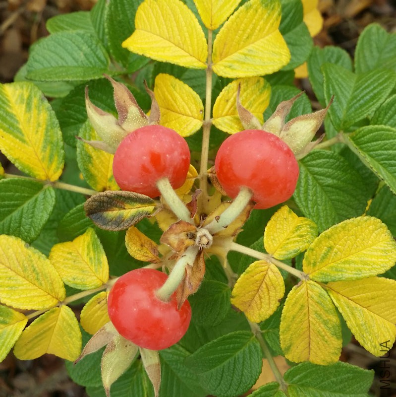 20161030_135316.jpg