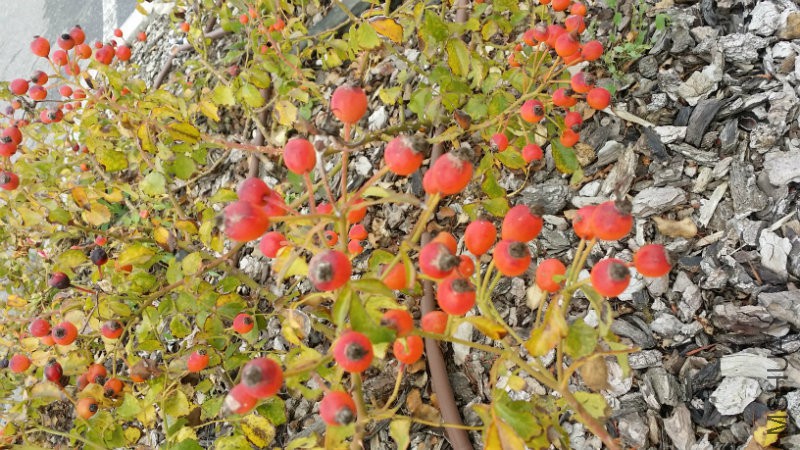 20161030_134738.jpg