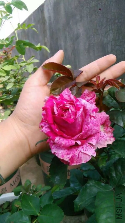 QQͼƬ20161031110635.jpg
