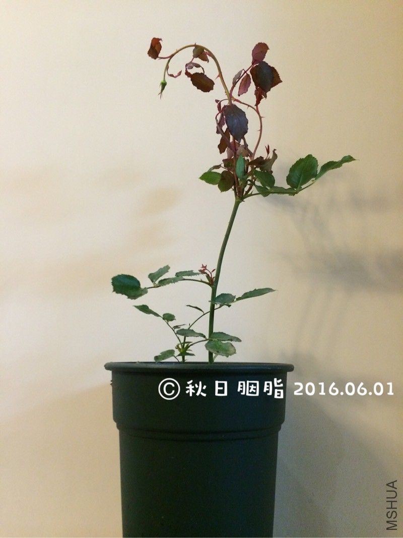 144122hno6uz75g4gkzp9o.jpg