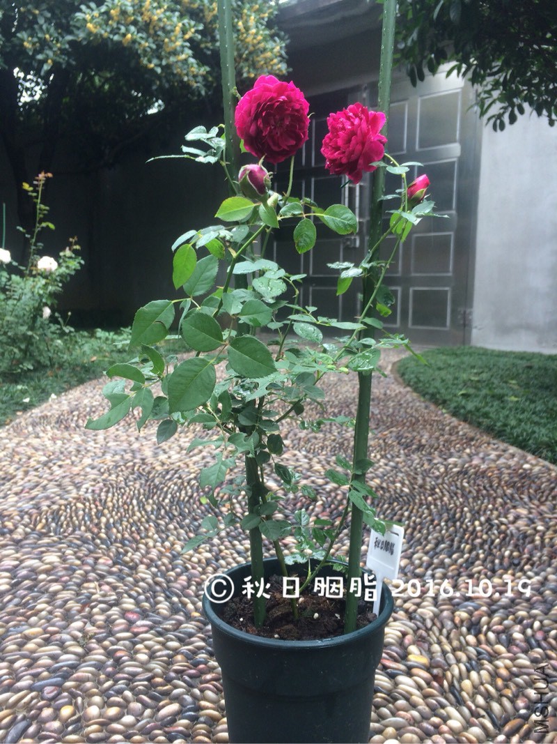 144123np7dvd228wyq5j22.jpg