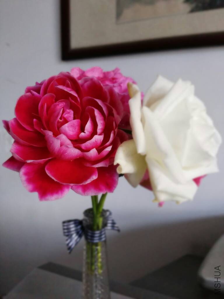 144134jrvv21zv62832vq5.jpg