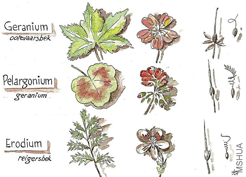 csm_schema_Geraniaceae_91e4806a6f.jpg