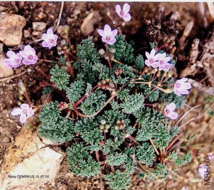 Erodium absinthoides WILLD_ subsp_ armenum (TRAUTV_) DAVIS          _jpg.jpg
