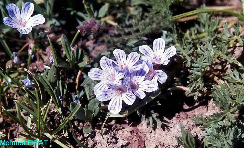 Erodium absinthoides WILLD_ subsp_ armenum (TRAUTV_) DAVIS    _jpg.jpg