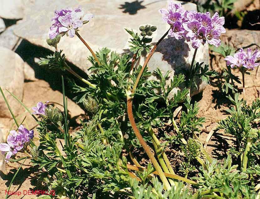 Erodium absinthoides WILLD_ subsp_ armenum (TRAUTV_) DAVIS  _jpg.jpg