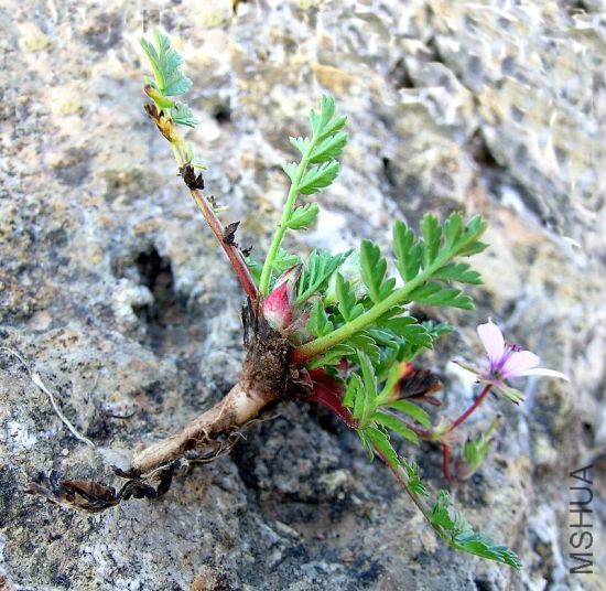 001-erodium-acaule.jpg