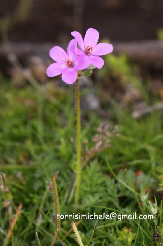 erodium_acaule_(l_)_bech__&amp;_thell__img_3492.jpg