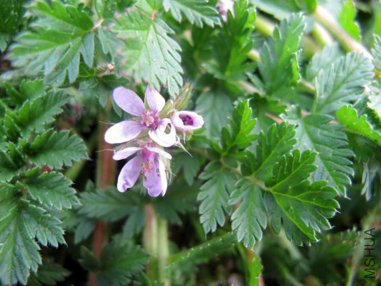 erodium-acaule565.jpg