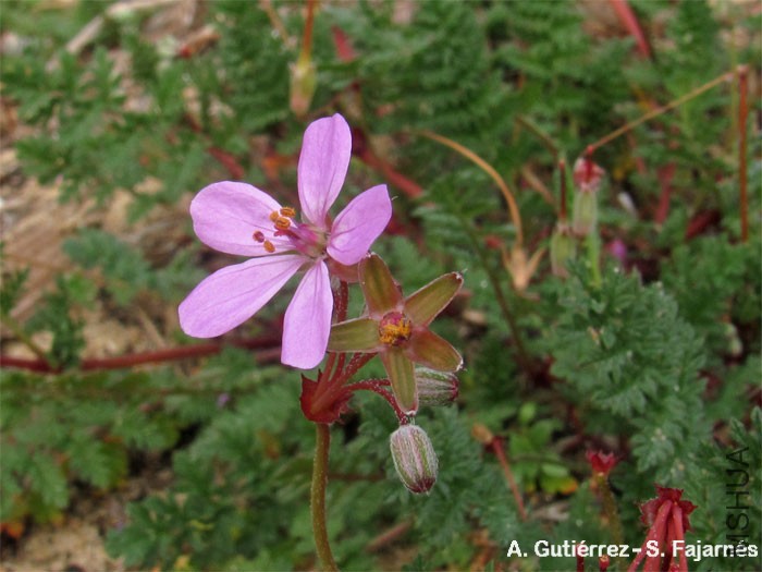 Erodium_aethiopicum.jpg