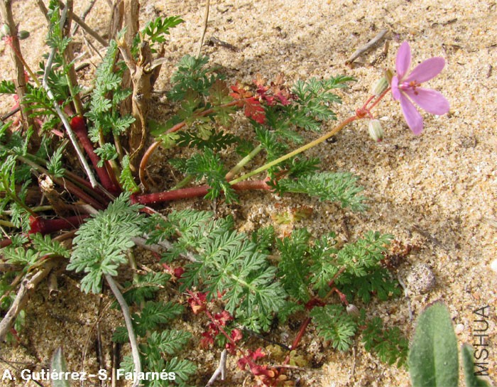 Erodium_aethiopicum2.jpg