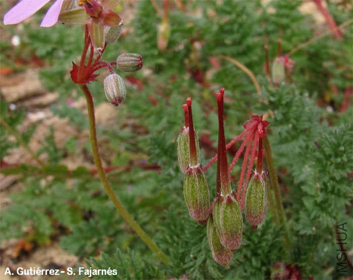 Erodium_aethiopicum3.jpg