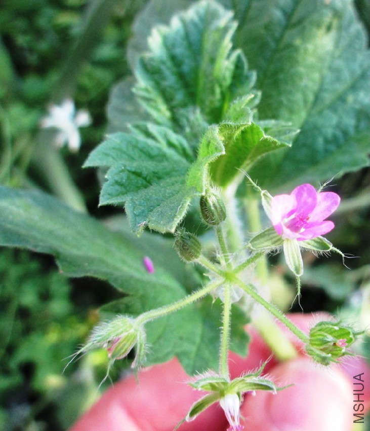 Erodium_alnifolium_75255_343871.jpg