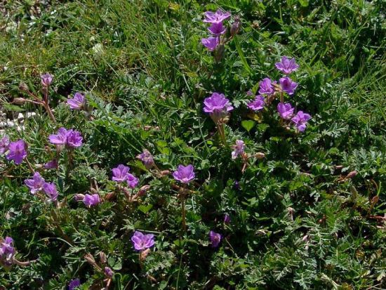 001-erodium-alpinum.jpg