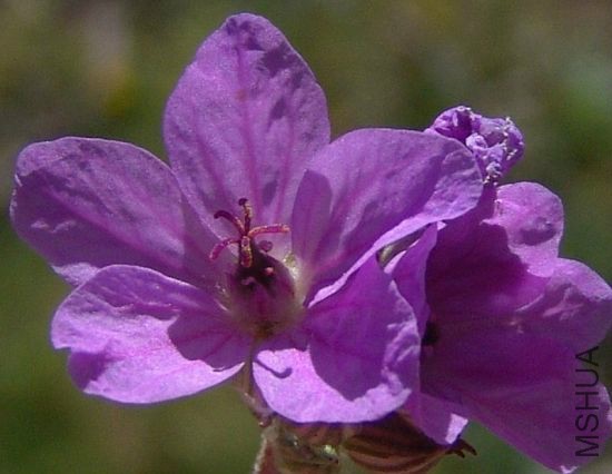 004-erodium-alpinum.jpg