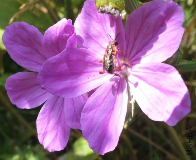 erodium-alpinum11563.jpg