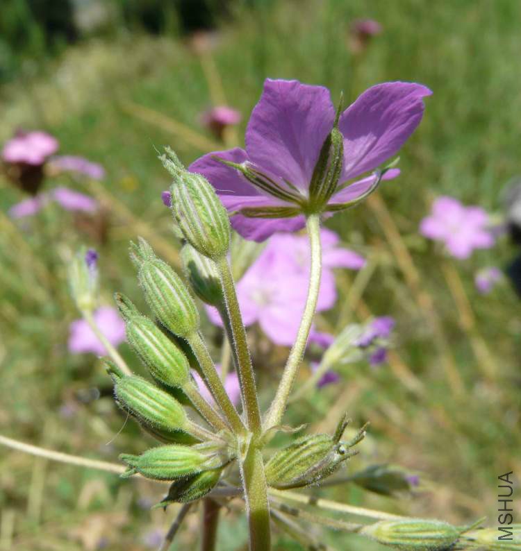 erodium-alpinum21934.jpg