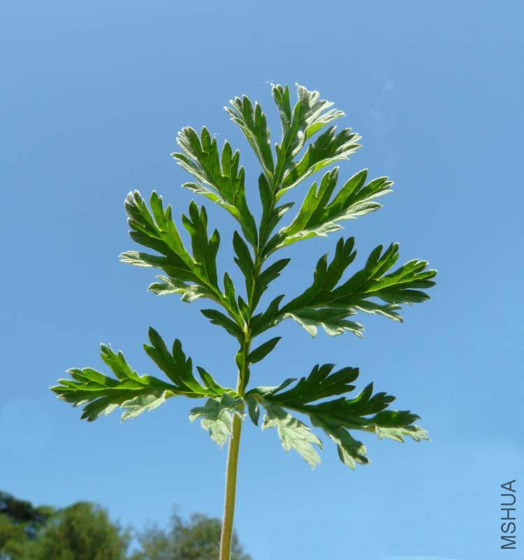 erodium-alpinum58695.jpg
