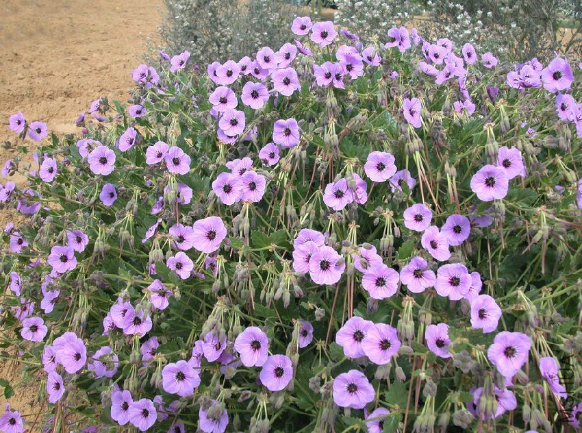 Erodium arborescens Medenine_AD.jpg