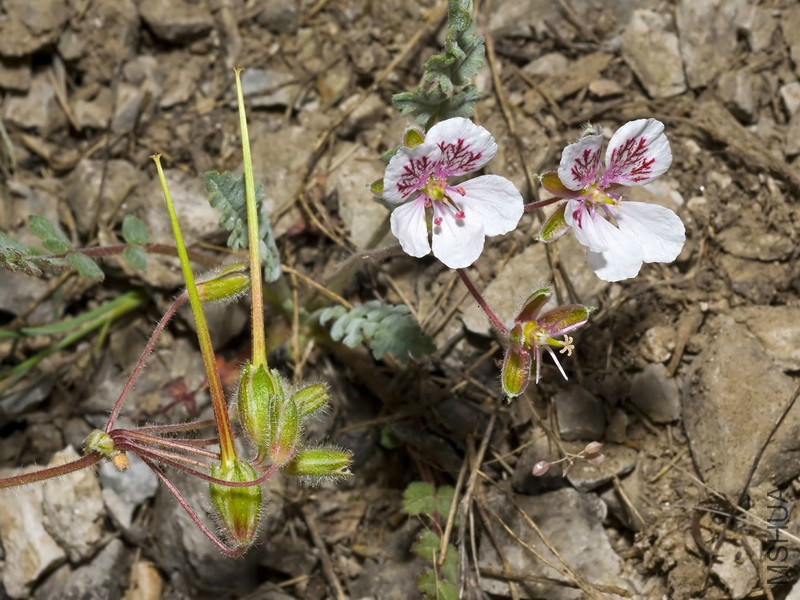 Erodium_astragaloides_04.jpg
