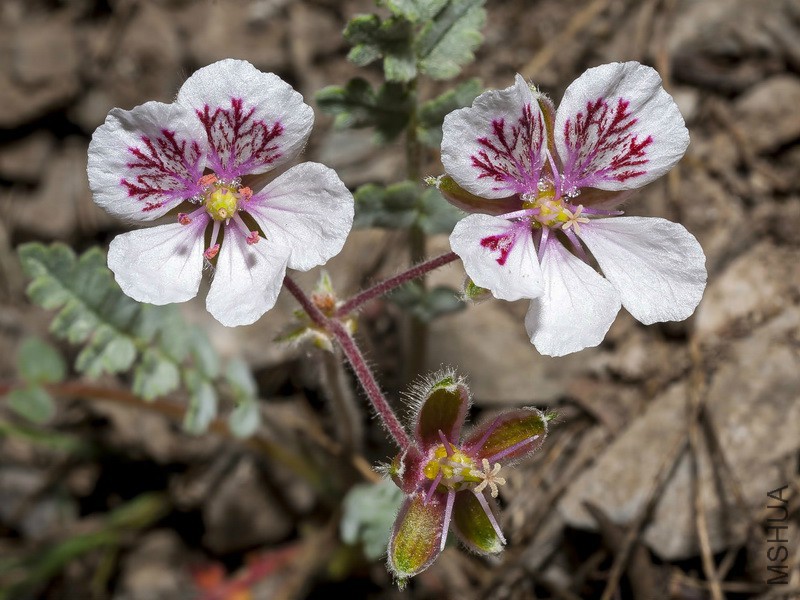 Erodium_astragaloides_07.jpg
