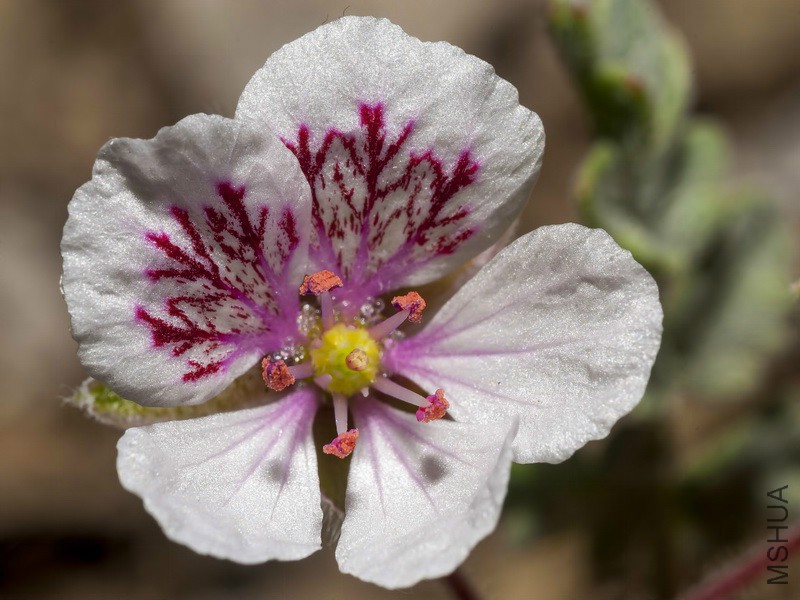 Erodium_astragaloides_11.jpg