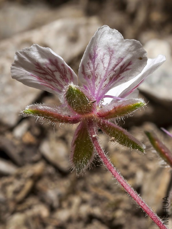 Erodium_astragaloides_12.jpg