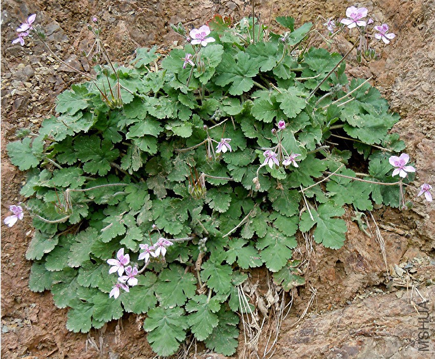 erodium-atlanticum-photo4.jpg