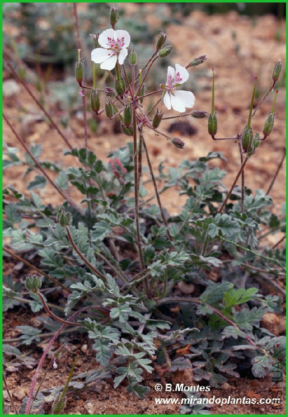 erodium cazorlanum002 copy.jpg