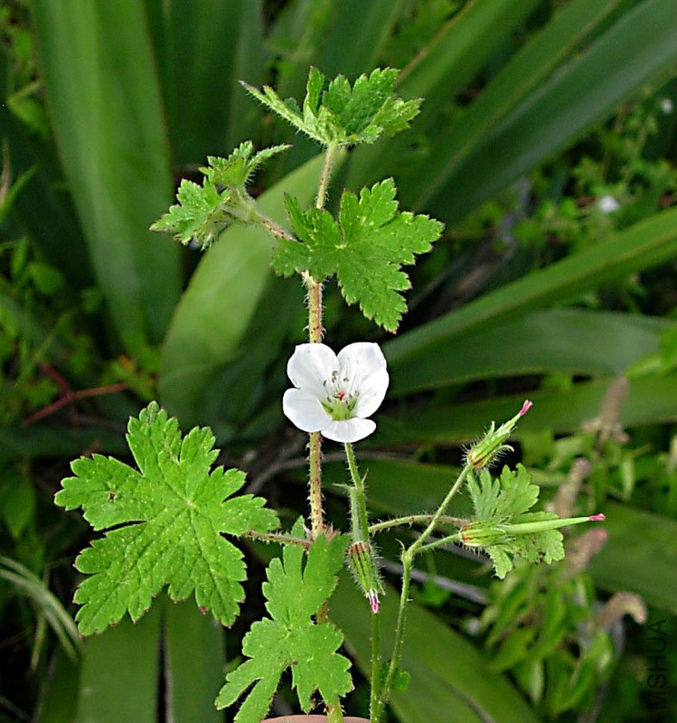 gera_geranium_aculeolatum_oliv-_rvbli4162_1_3603_5eb053.jpg