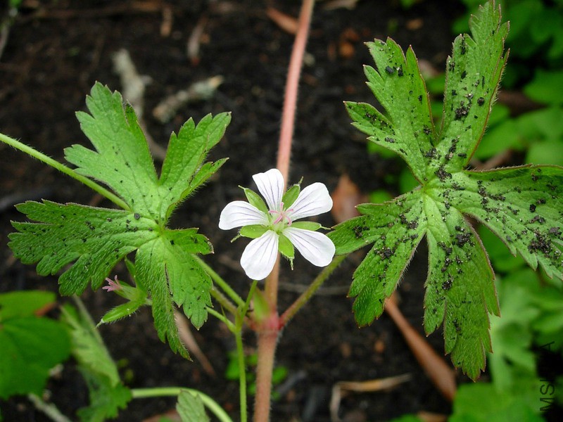 gera_geranium_aculeolatum_oliv-_rvbli4162_6_3603_3b289e.jpg