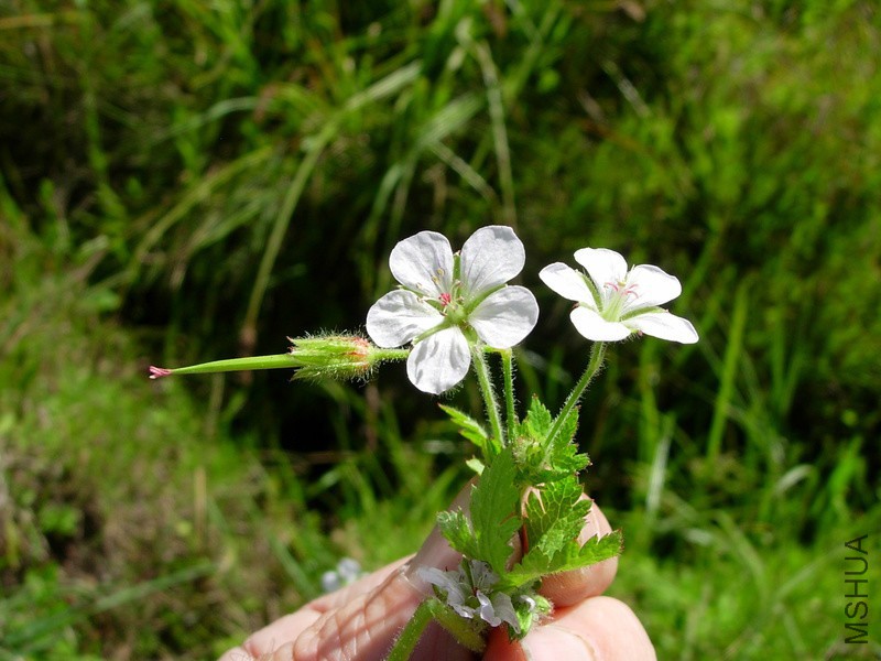 gera_geranium_aculeolatum_oliv-_rvbli4162_8_3603_a0e47f.jpg
