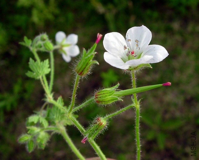 gera_geranium_aculeolatum_oliv-_rvbli4162_3603_8bb5f8.jpg