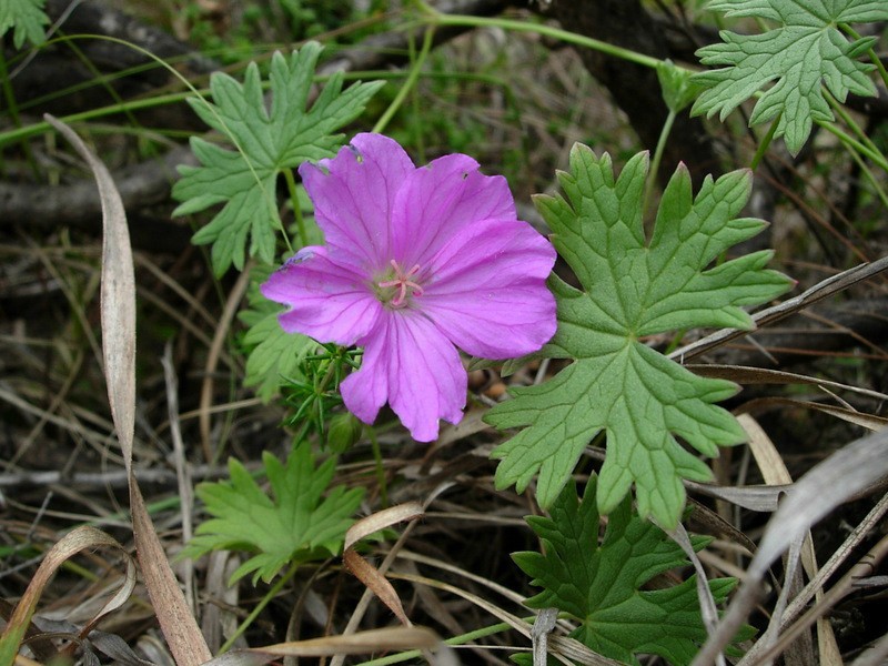gera_geranium_amatolicum_elandsbg26nov_cammcm_5702_b8b270.jpg