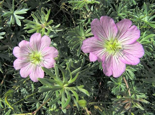 002-geranium-argenteum.jpg