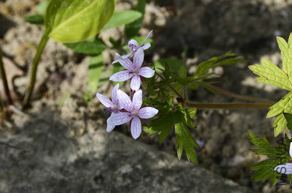 Geranium-asphodeloides-1.jpg