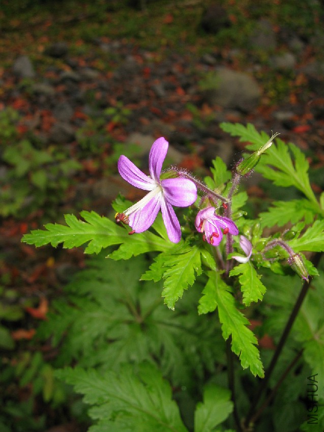 Geranium_canariense.jpg