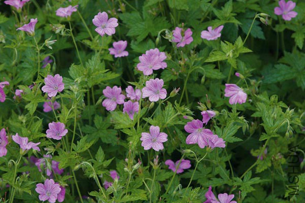 Geranium endressii.jpg