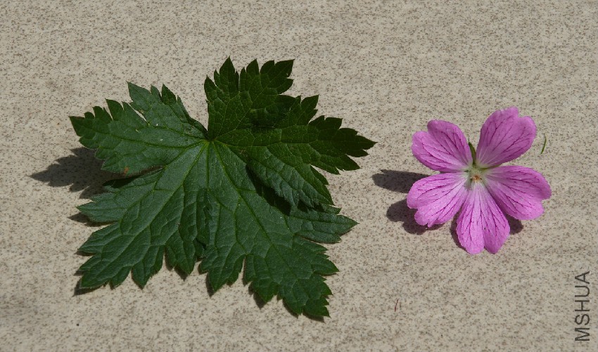 Geranium_endressii_Wargrave_Pink_B.jpg