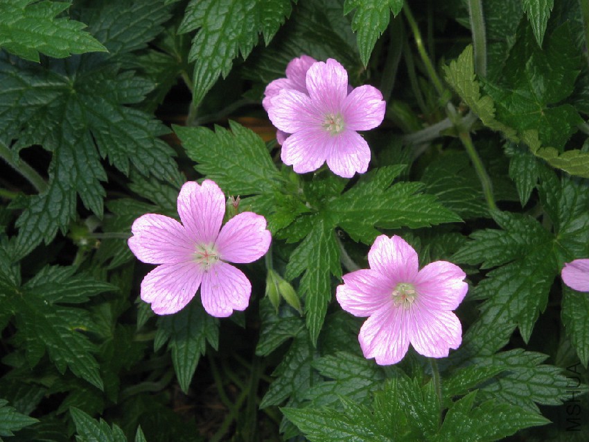 Geranium_endressii002.jpg