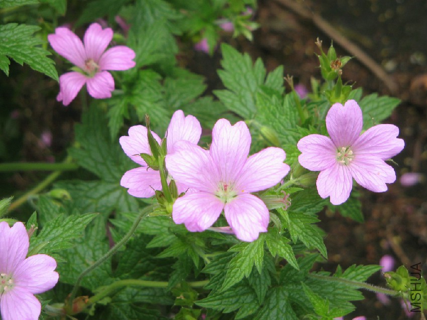 Geranium_endressii04.jpg