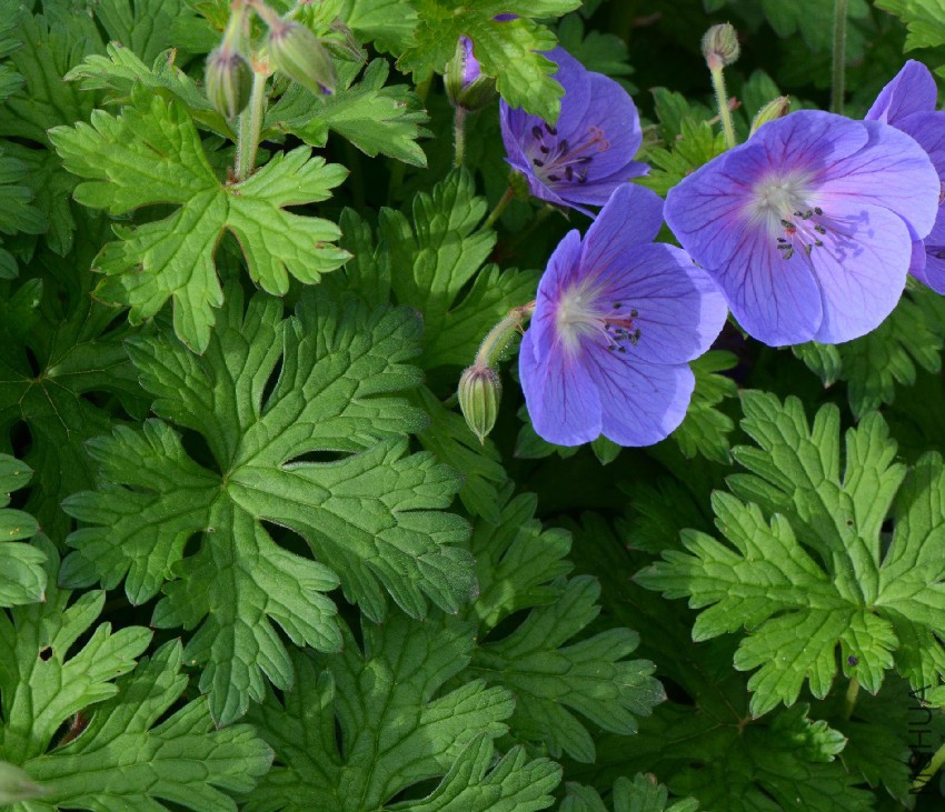 Geranium_himalayense_jd_plt.jpg